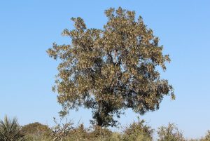 african blackwood tree