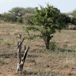 ebony trees in a plain