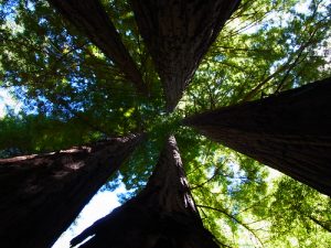 Redwood vs. Ipe Decks