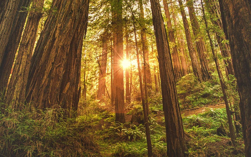 Muir Woods in San Francisco, California