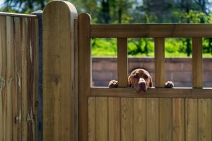 A dog peeking through the top part of a wooden outdoor fence