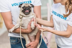 Two animal shelter volunteers holding a pug