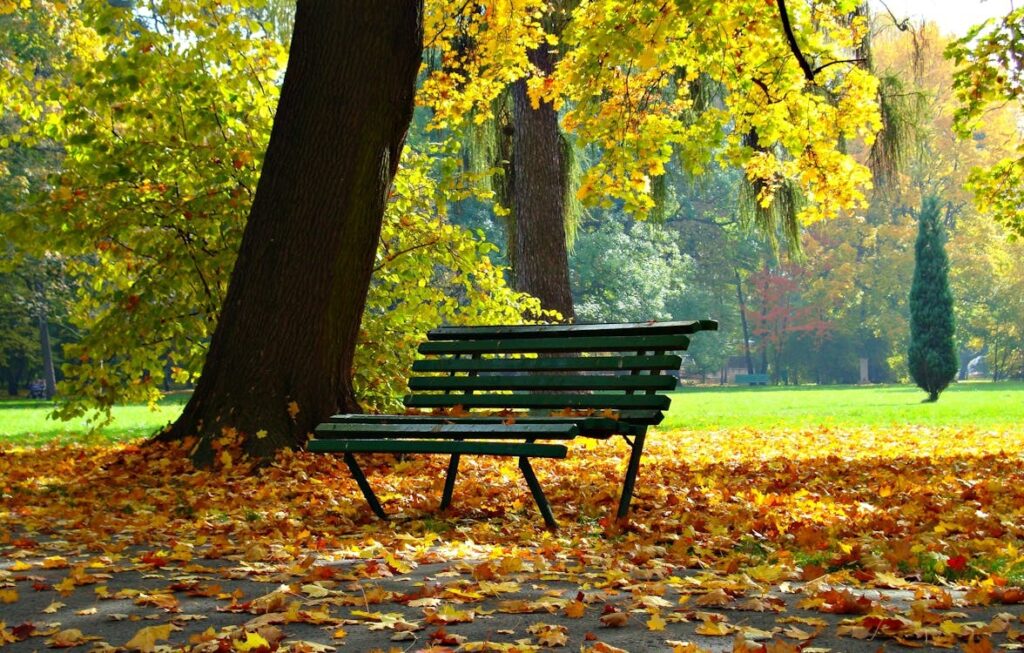 Bench at a local park surrounded by trees and leaves